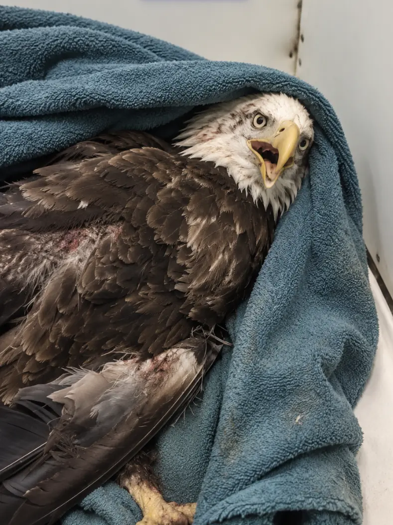 Bald Eagle Placed in Isolation While Wildlife Team Waits for Avian Influenza Results — A Small Wing Wound May Be Hiding the Real Problem