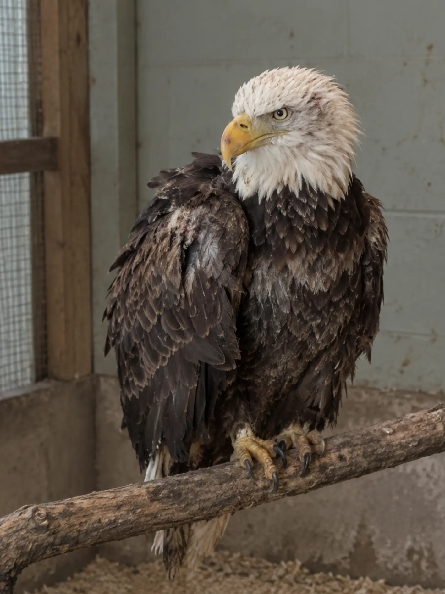 Bald Eagle on the Road to Recovery After X-Rays Reveal Shotgun Pellets and Dangerous Lead Exposure