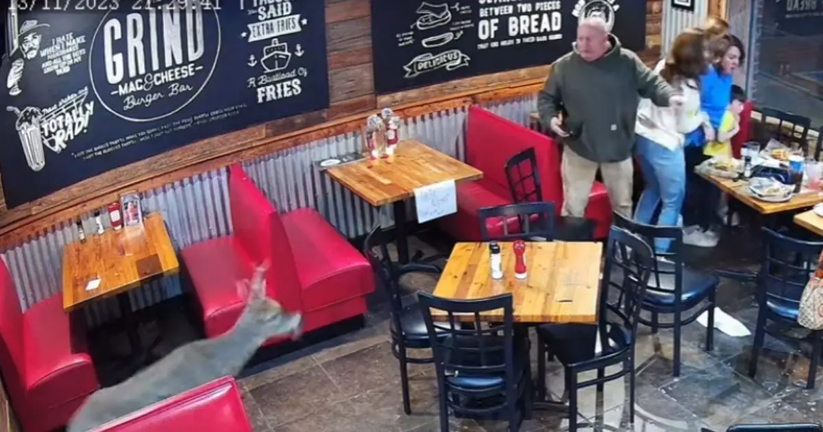 Deer Crashes Through Restaurant Window