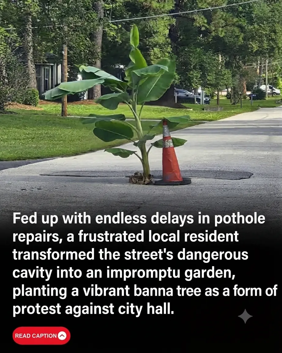Fed Up Jacksonville Residents Plant a Banana Tree in a Road Pothole to Force City Action