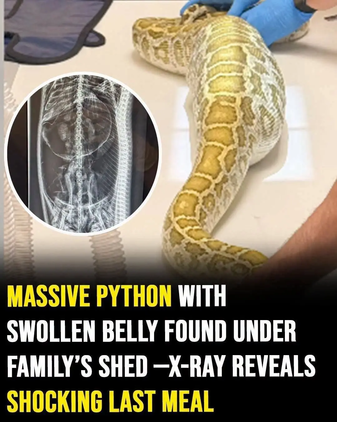 Massive Python With Swollen Belly Found Under Family’s Shed — X-Ray Reveals Its Last Meal