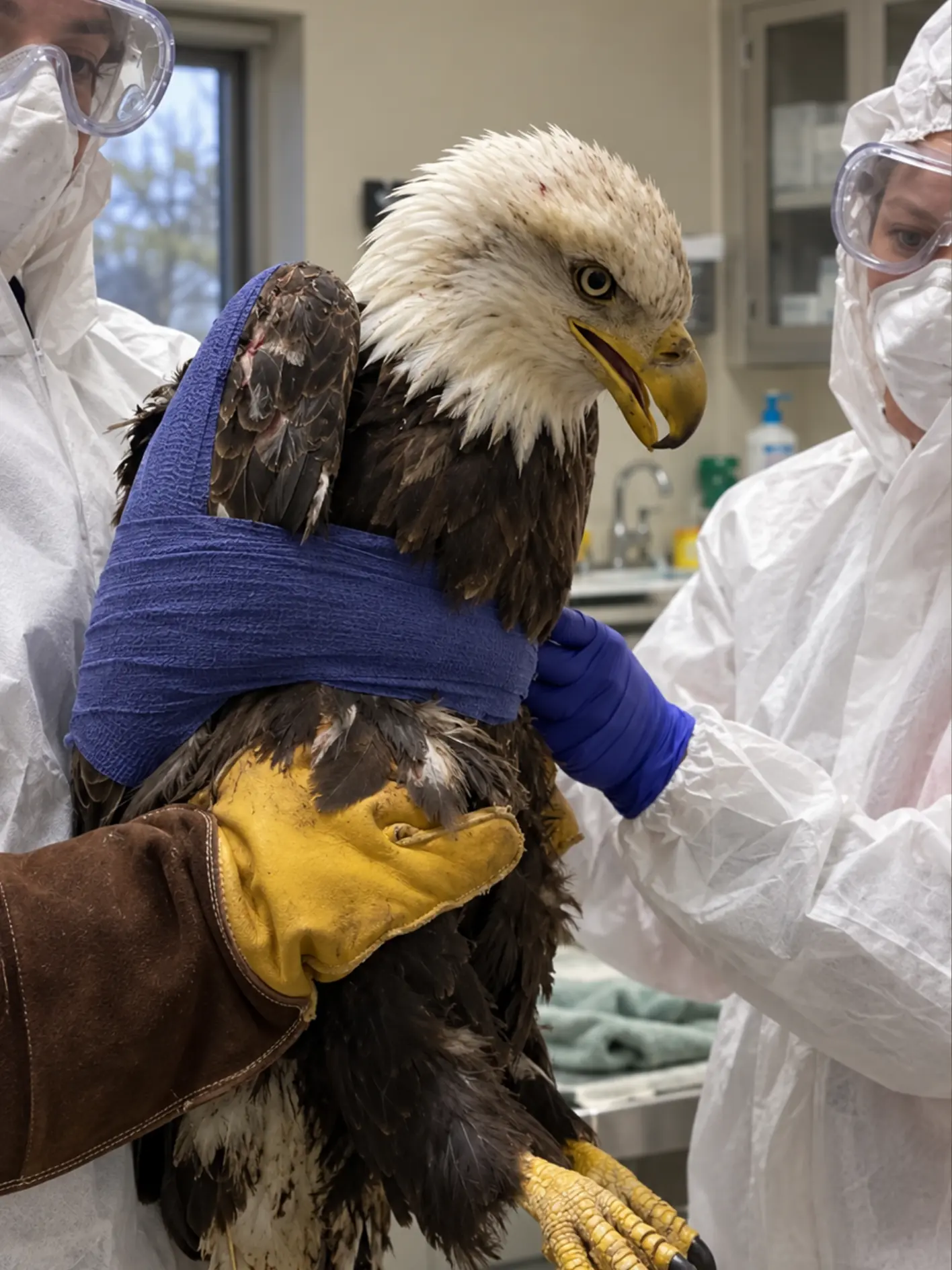Bald Eagle Admitted With a Broken Wing of Unknown Cause — X-Rays Reveal a Serious Fracture but No Clear Sign of What Happened