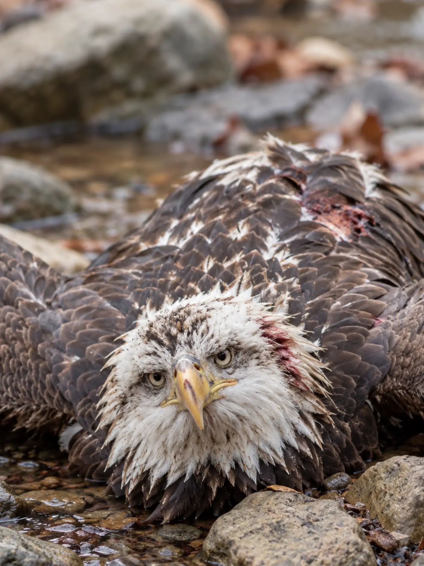 Bald Eagle Found Injured and Trapped in a Shallow Creek — Rescuers Race In After the Exhausted Bird Can No Longer Climb the Bank