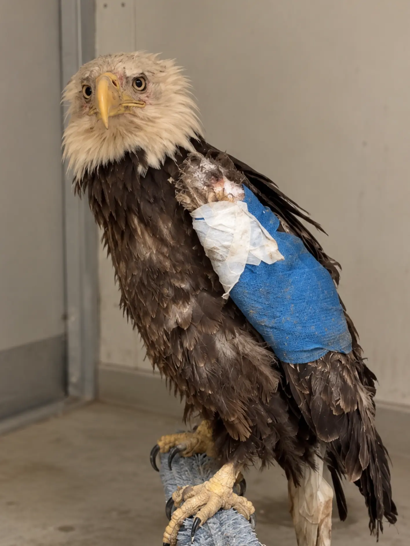 Bald Eagle Rescued After Becoming Trapped Between Rocks — X-Rays Reveal a Serious Wing Fracture