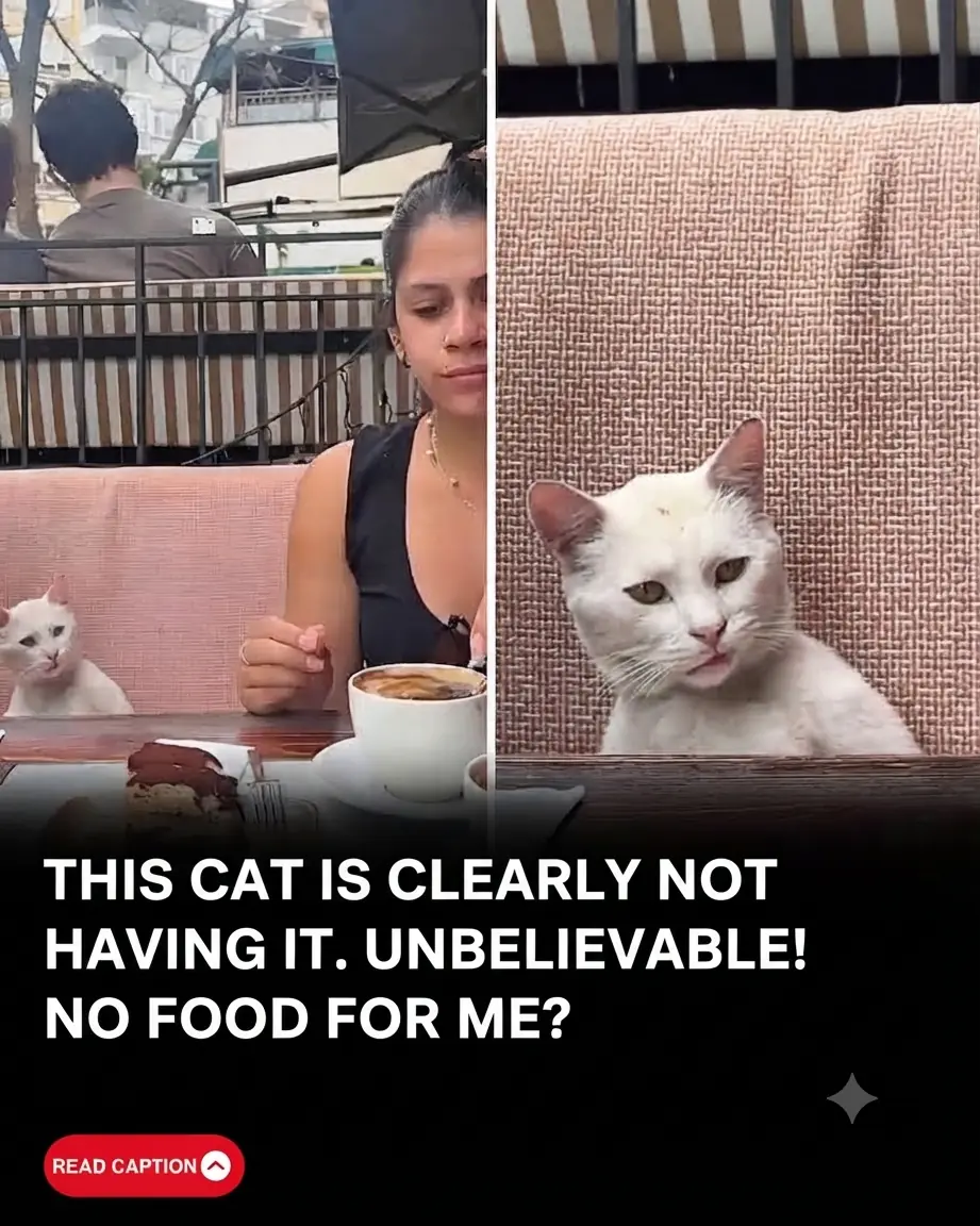 Catchy & Viral: The Ultimate "Seriously?": How a Turkish Street Cat Gave Tourists the Most Disappointed Look in History