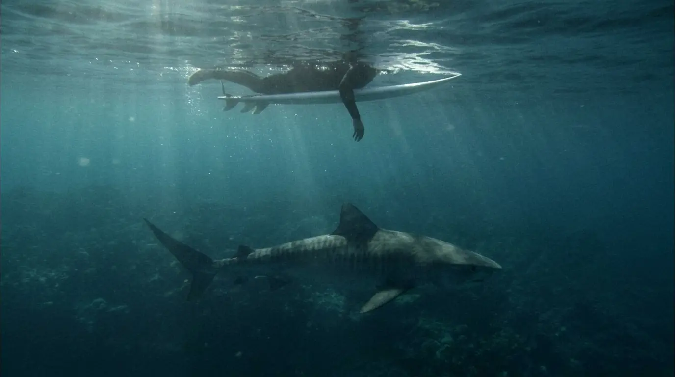 Bethany Hamilton Never Saw the Shark Coming—One Bite Took Her Arm, but What Happened Next Saved Her Life