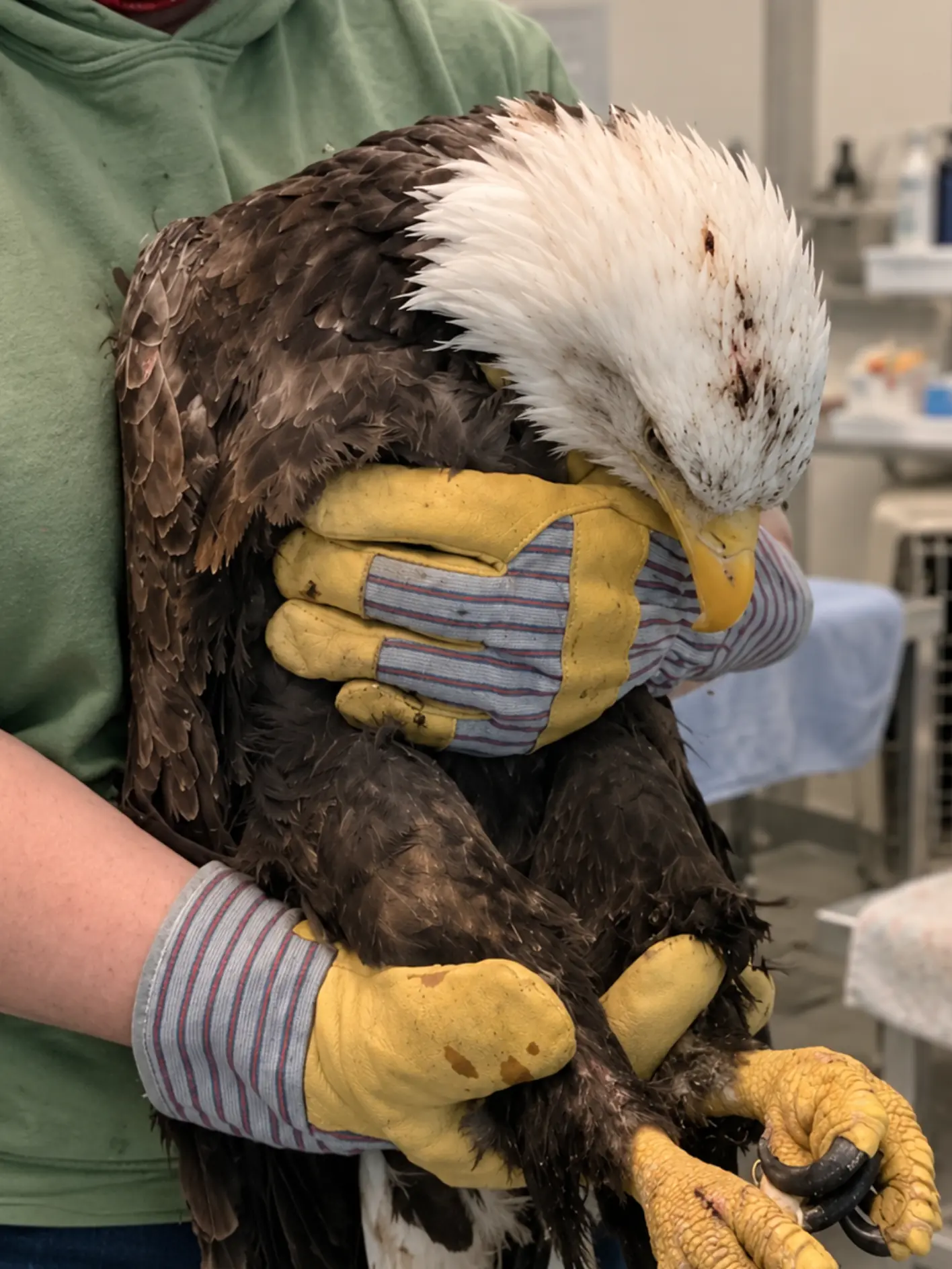 Bald Eagle Found Weak and Unable to Fly Near Farmland — Tests Point to Pesticide Exposure Rather Than a Broken Wing