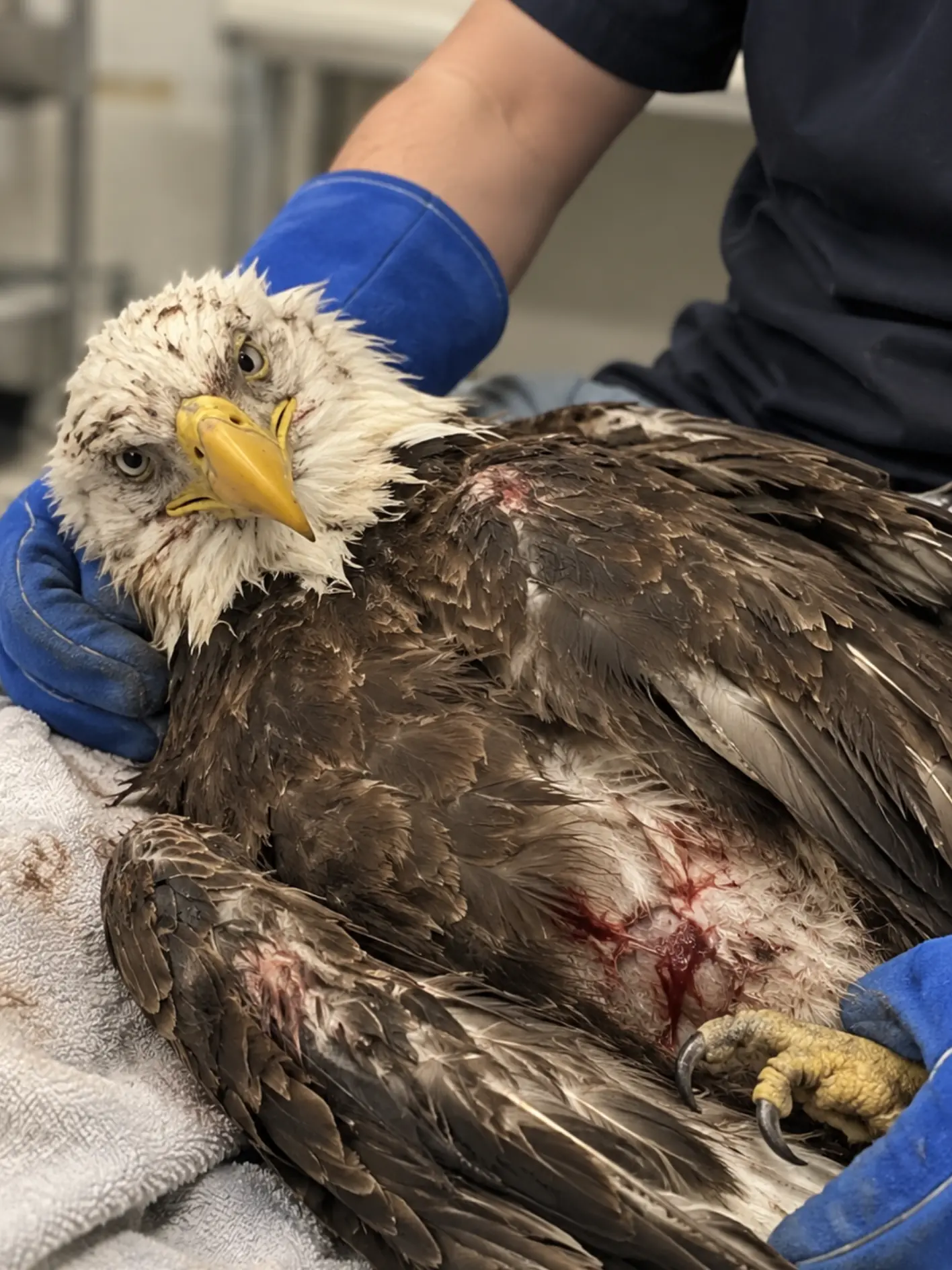 Bald Eagle Found Injured in a Hunter’s Trap — Rescuers Discover the Bird Had Been Struggling for Hours Before Anyone Heard It