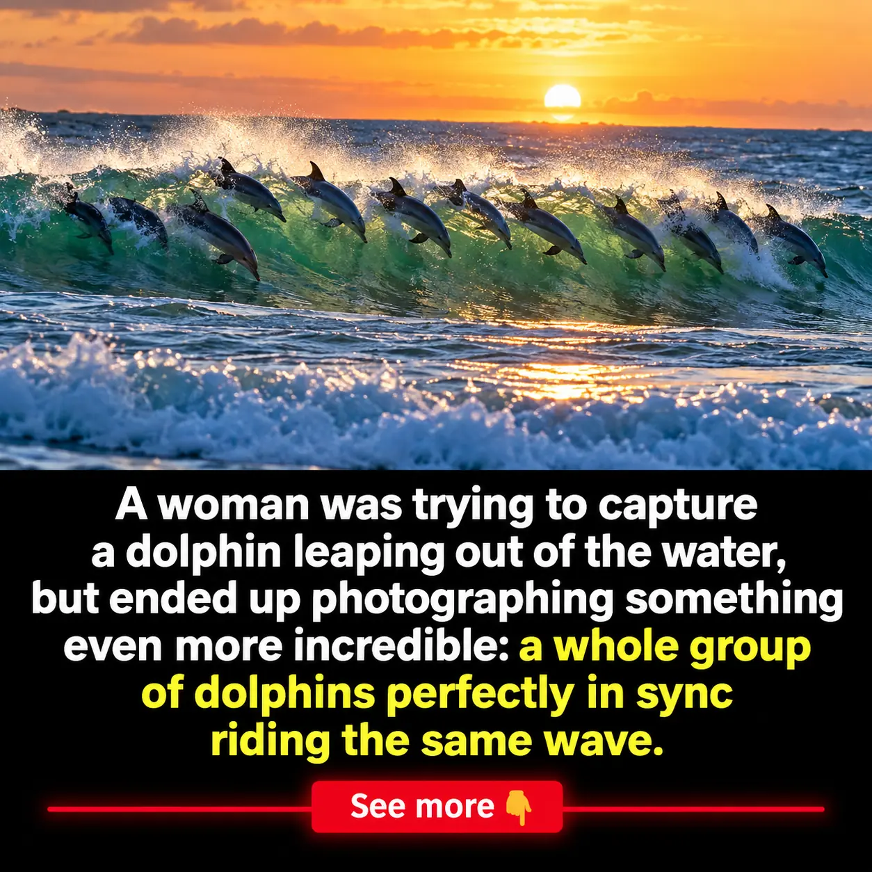Photographer Captures Incredible Moment 12 Dolphins Ride the Same Wave in Perfect Formation