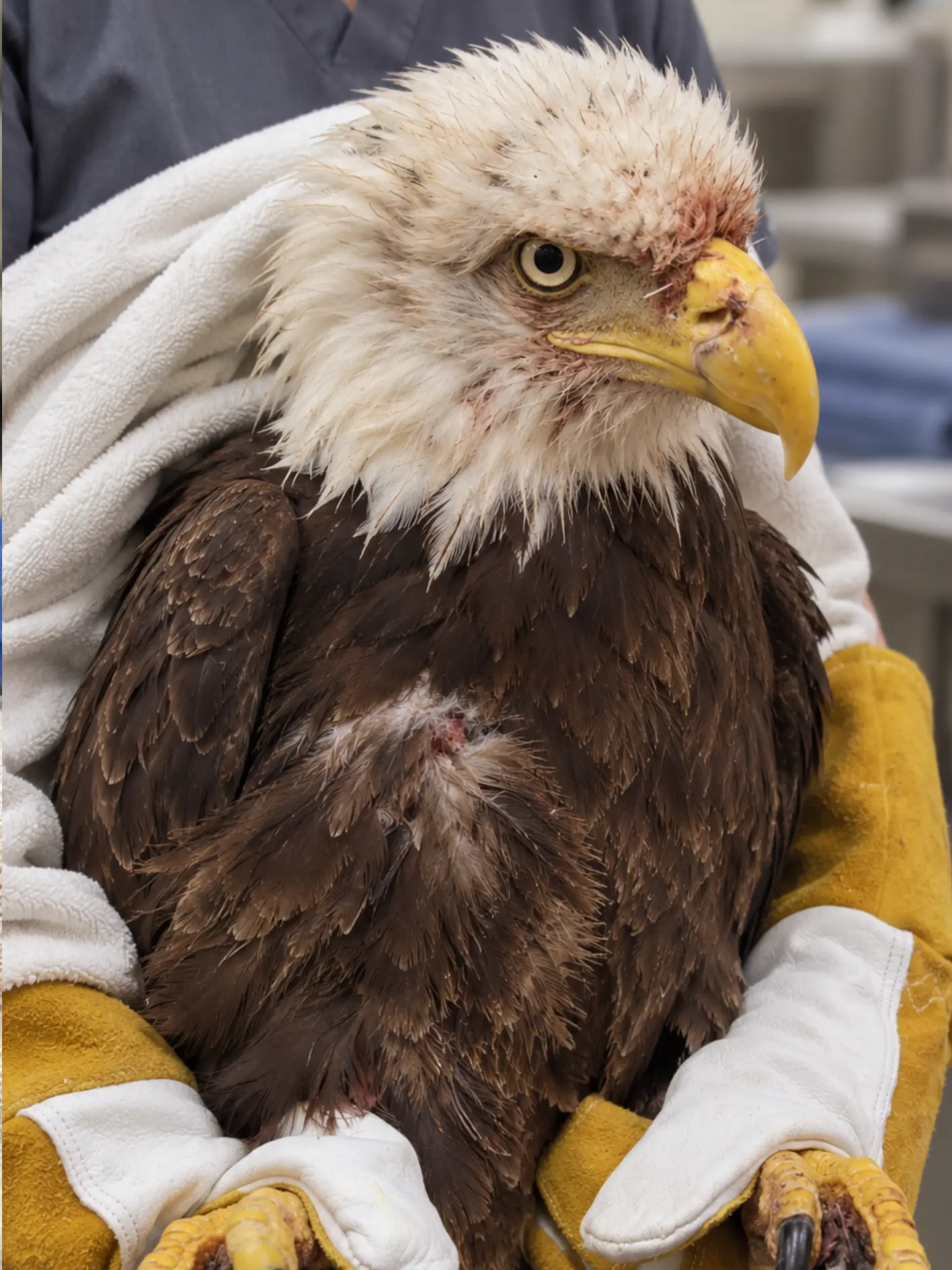 Bald Eagle Severely Injured After a Territorial Fight — Rescuers Find Talon Wounds Across Its Head, Chest and Feet