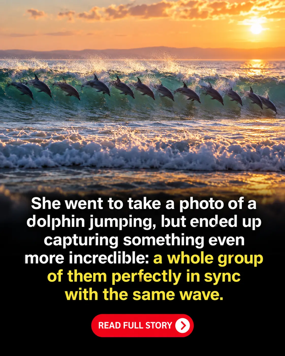 Photographer Captures 12 Dolphins Surfing the Same Wave in Perfect Formation