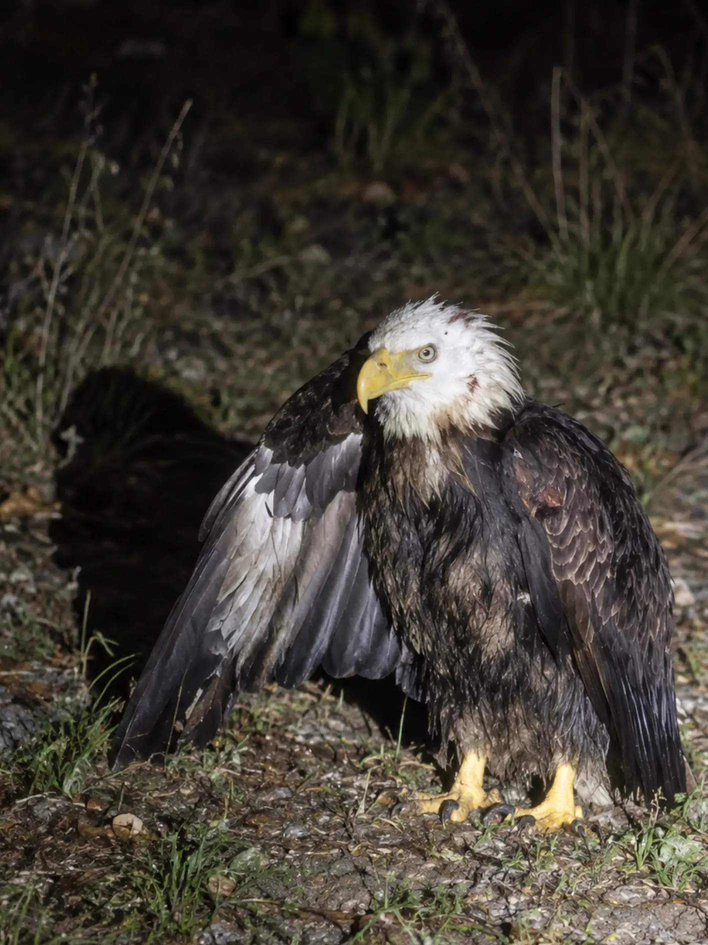 Injured Bald Eagle Found Outside a Remote Campground — A Camper Realizes the Bird Has Been Grounded There Through the Night