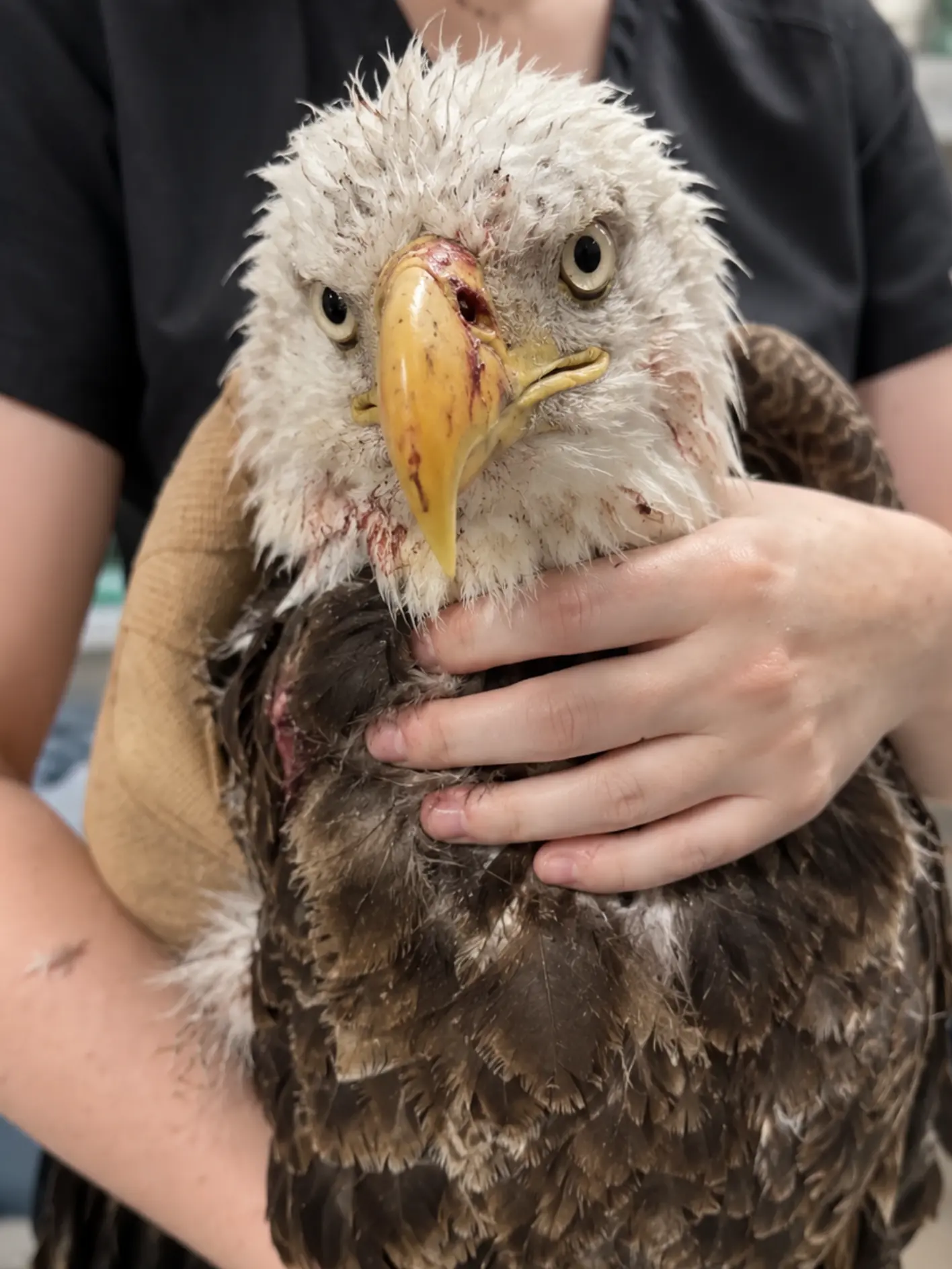Bald Eagle Found With a Gunshot Wound Through Its Beak — Imaging Reveals How Close the Projectile Came to Ending Its Life