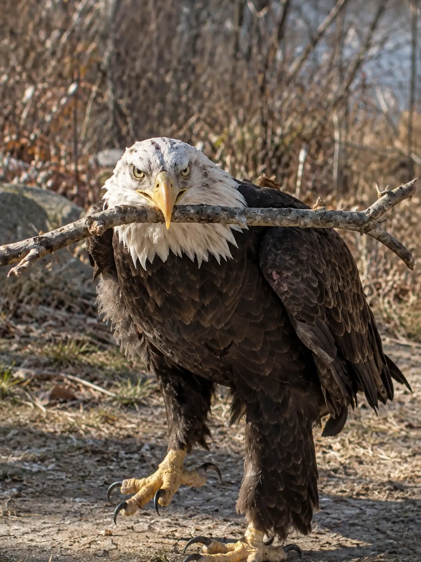 Bald Eagle Unable to Fly Walks Into a Family’s Backyard — It Refuses to Leave Until Someone Realizes It Needs Help