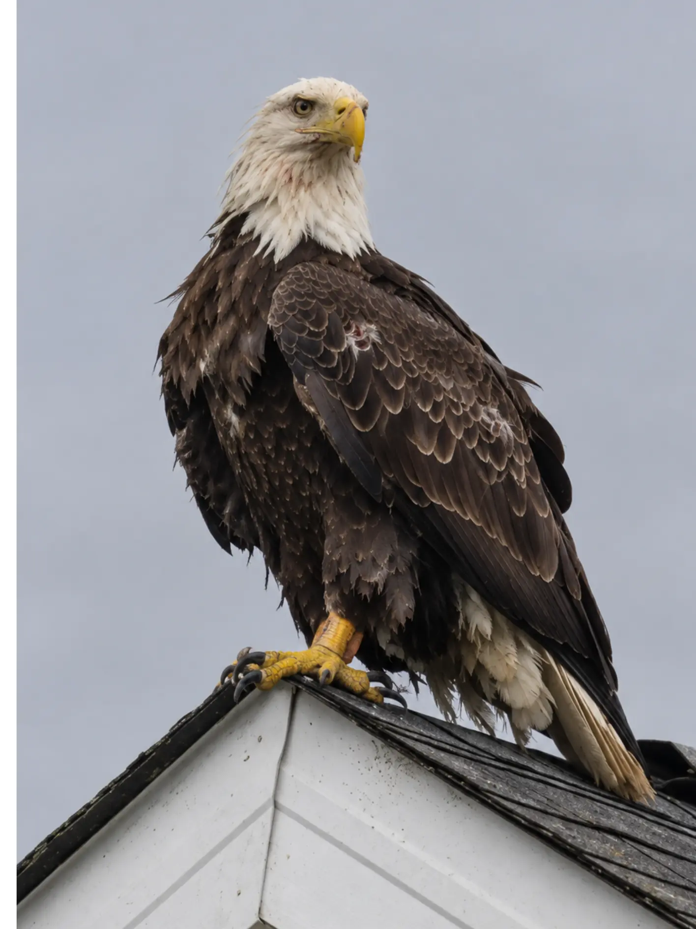 Bald Eagle Stays on a Family’s Roof From Sunrise to Dusk — One Failed Takeoff Tells the Homeowners Something Is Wrong
