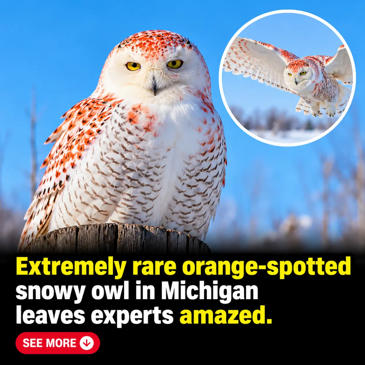Rare Orange Snowy Owl Spotted in Michigan Leaves Bird Experts Searching for Answers
