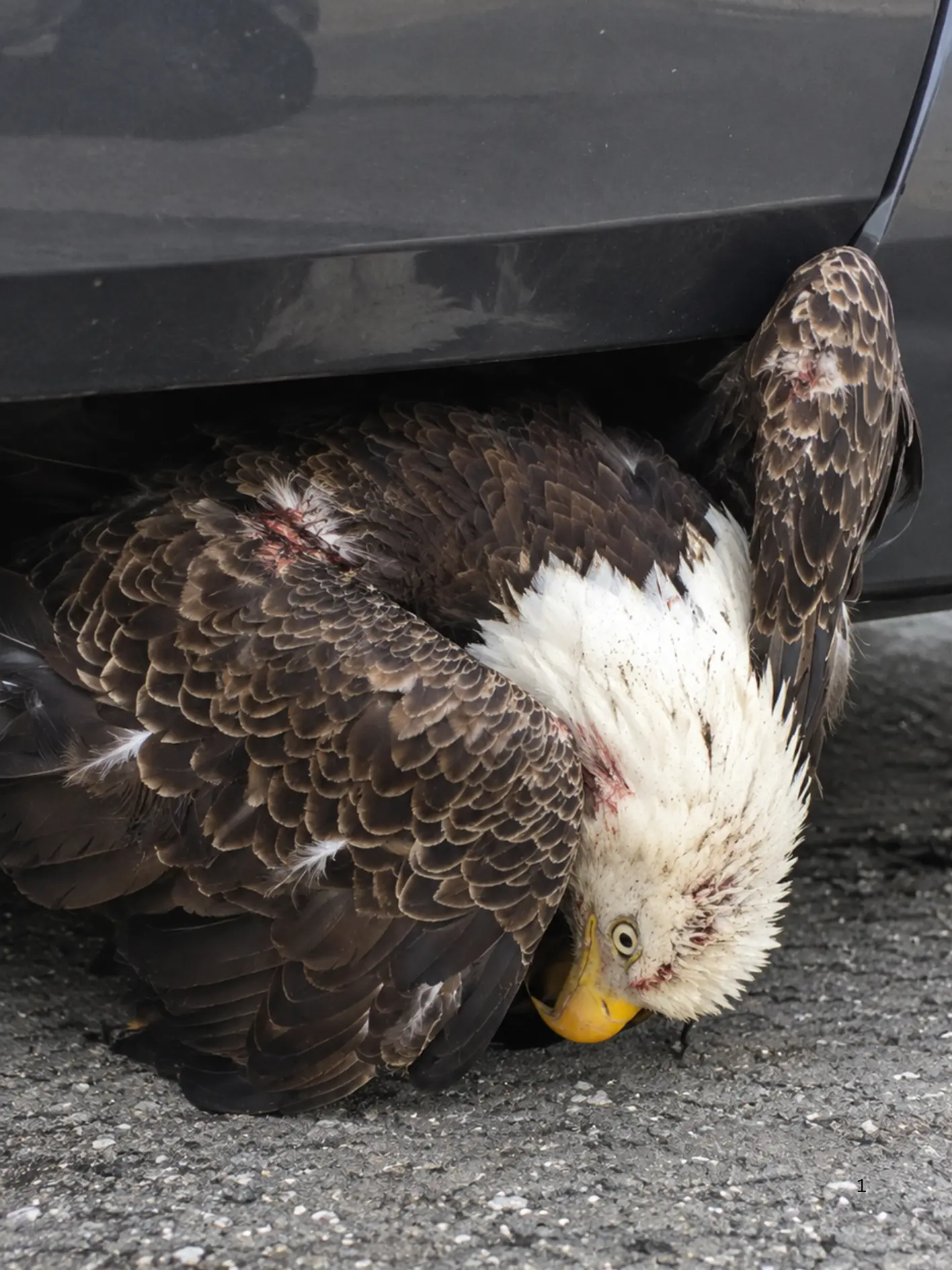 Bald Eagle Found Trapped Beneath the Front of a Car — X-Rays Reveal a Serious Wing Fracture After the Rescue