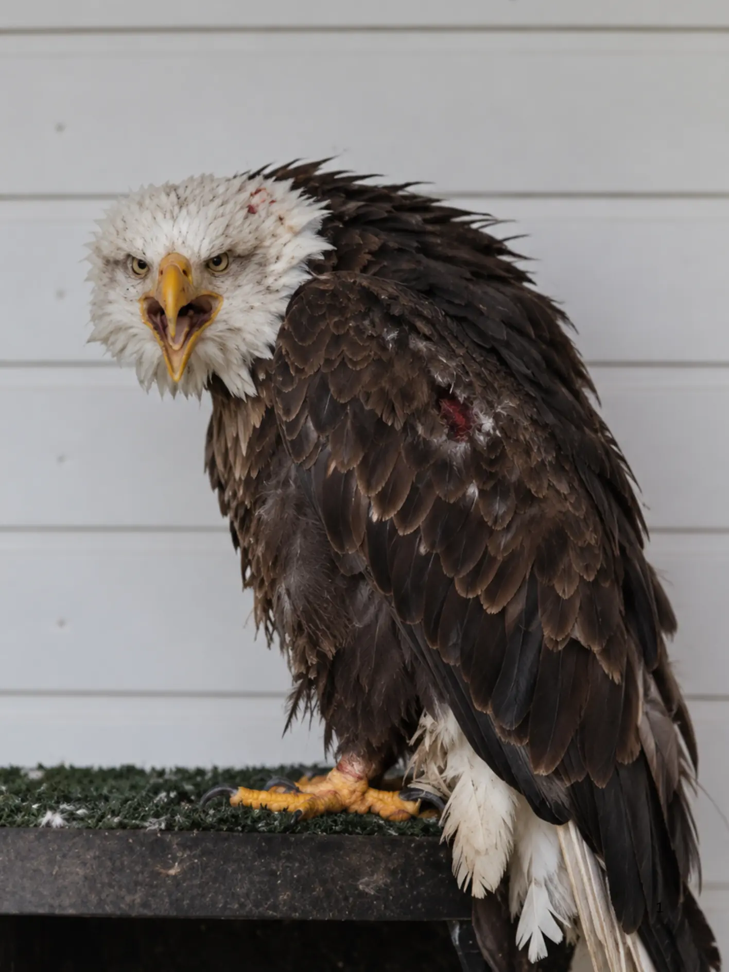 Weak Bald Eagle Appears Outside a Family’s Home — Rescuers Discover It Had Become Too Sick to Find Food on Its Own
