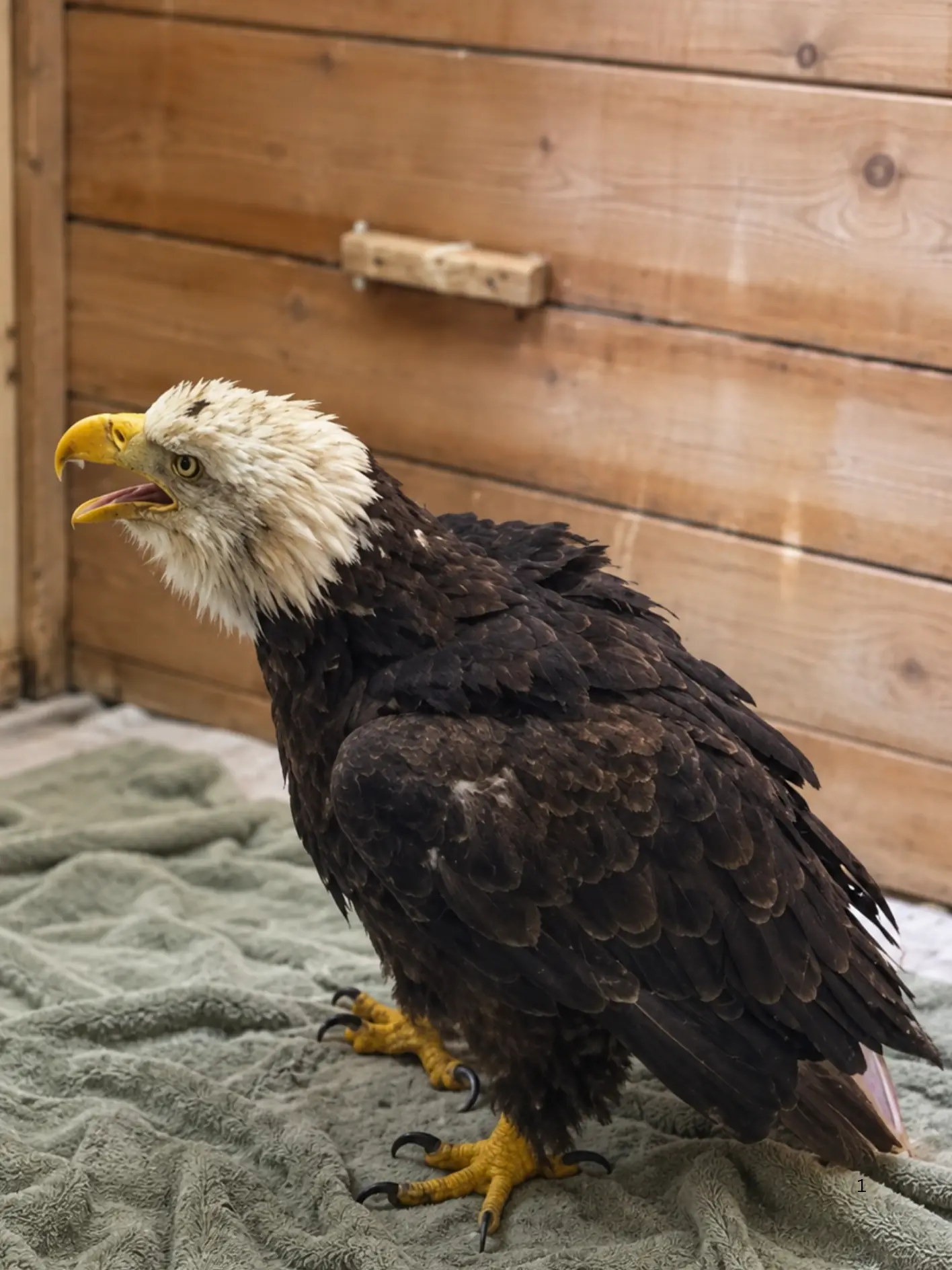 Rescued Bald Eagle Kept in a Private Recovery Room — Doctors Discover Why Even Small Disturbances Were Making Its Condition Worse
