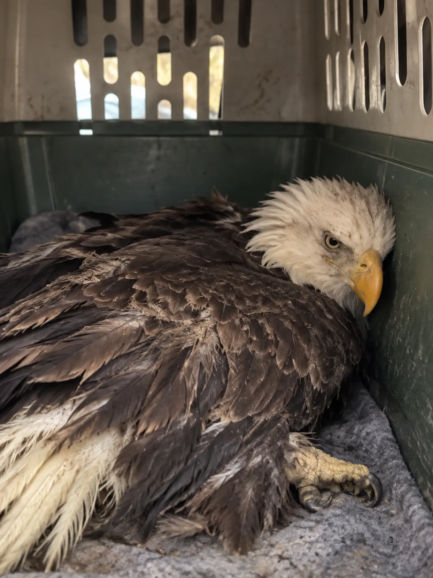 Injured Bald Eagle Left Behind After Other Eagles Flew Away — Rescuers Discover Severe Trauma From a Hard Impact