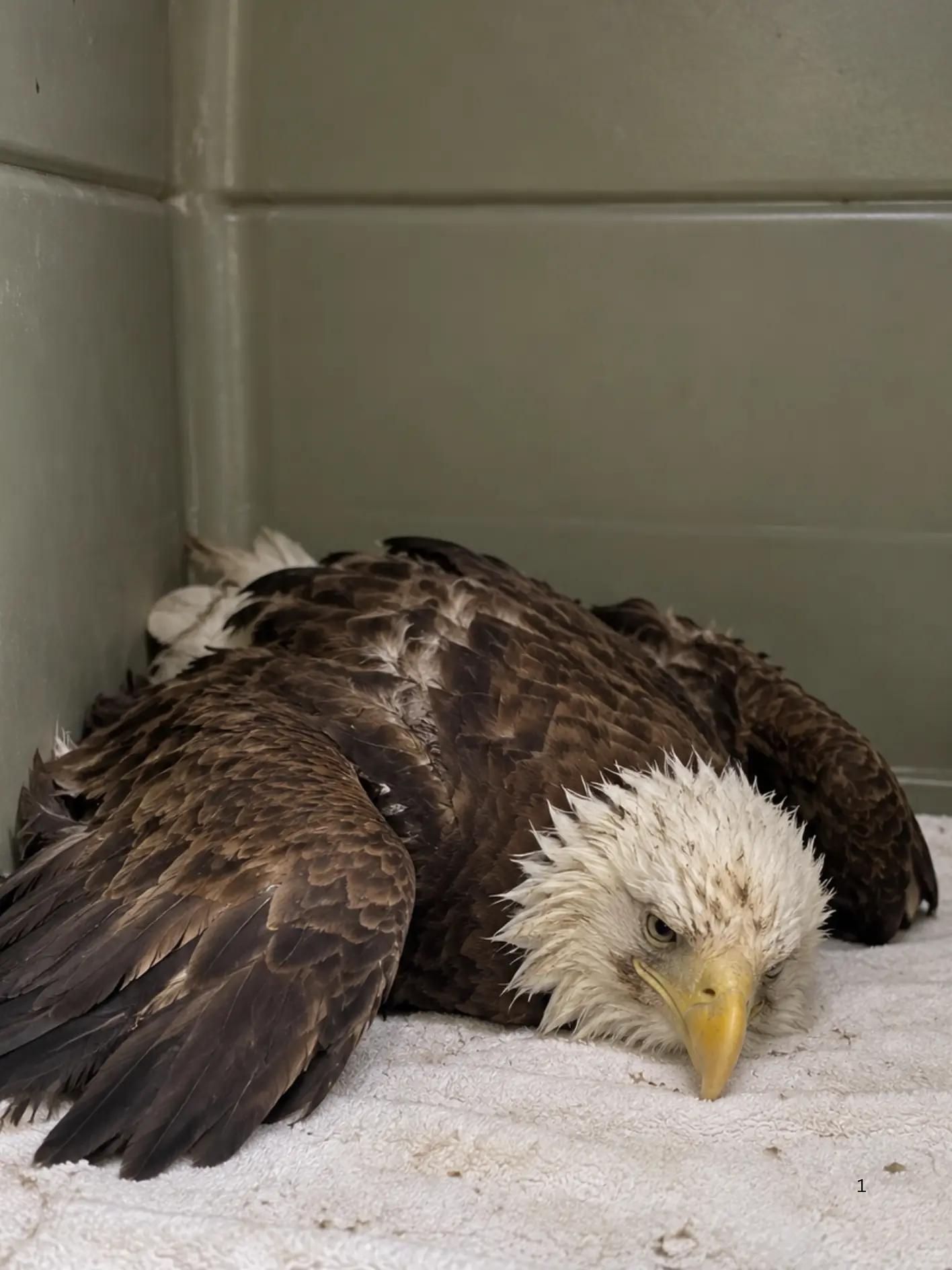 Exhausted Bald Eagle Found Too Weak to Stand — Blood Testing Reveals a Dangerous Level of Lead Exposure