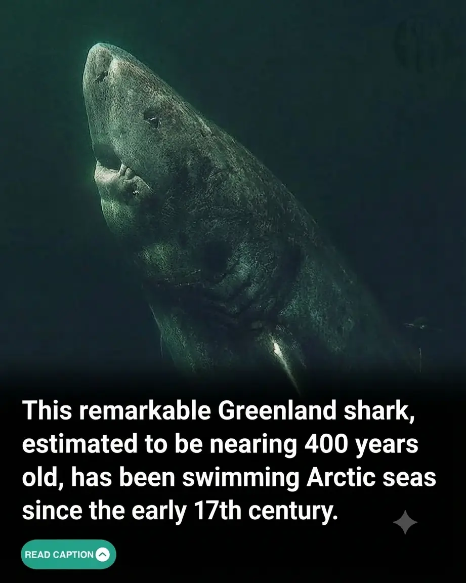 The Ancient Ghost of the North: Inside the Secret Centuries of the Greenland Shark