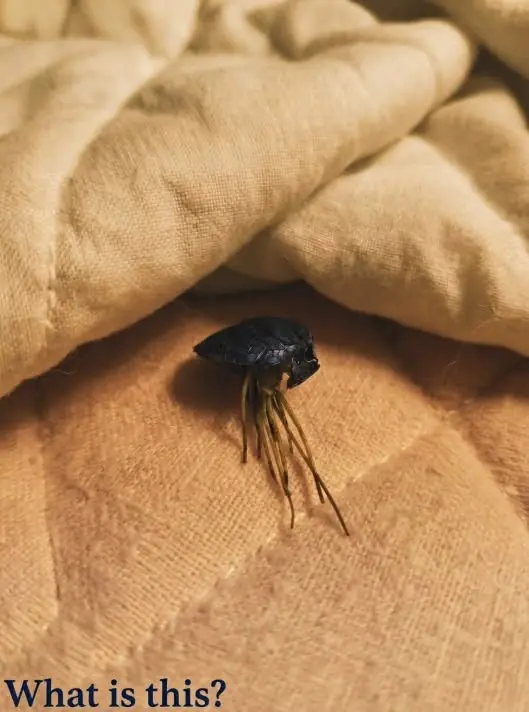 I Lifted My Blanket and Found This Strange Object in the Middle of My Bed