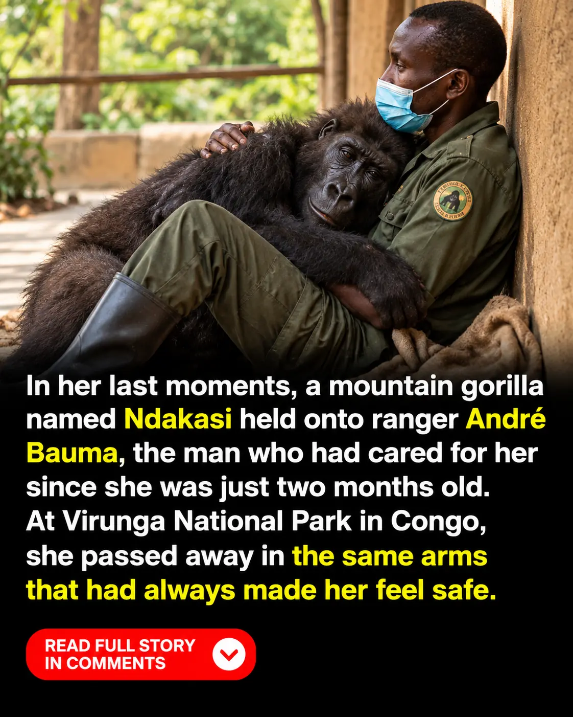 Orphaned Gorilla Ndakasi Spent 14 Years With the Ranger Who Saved Her — Then Died in His Arms