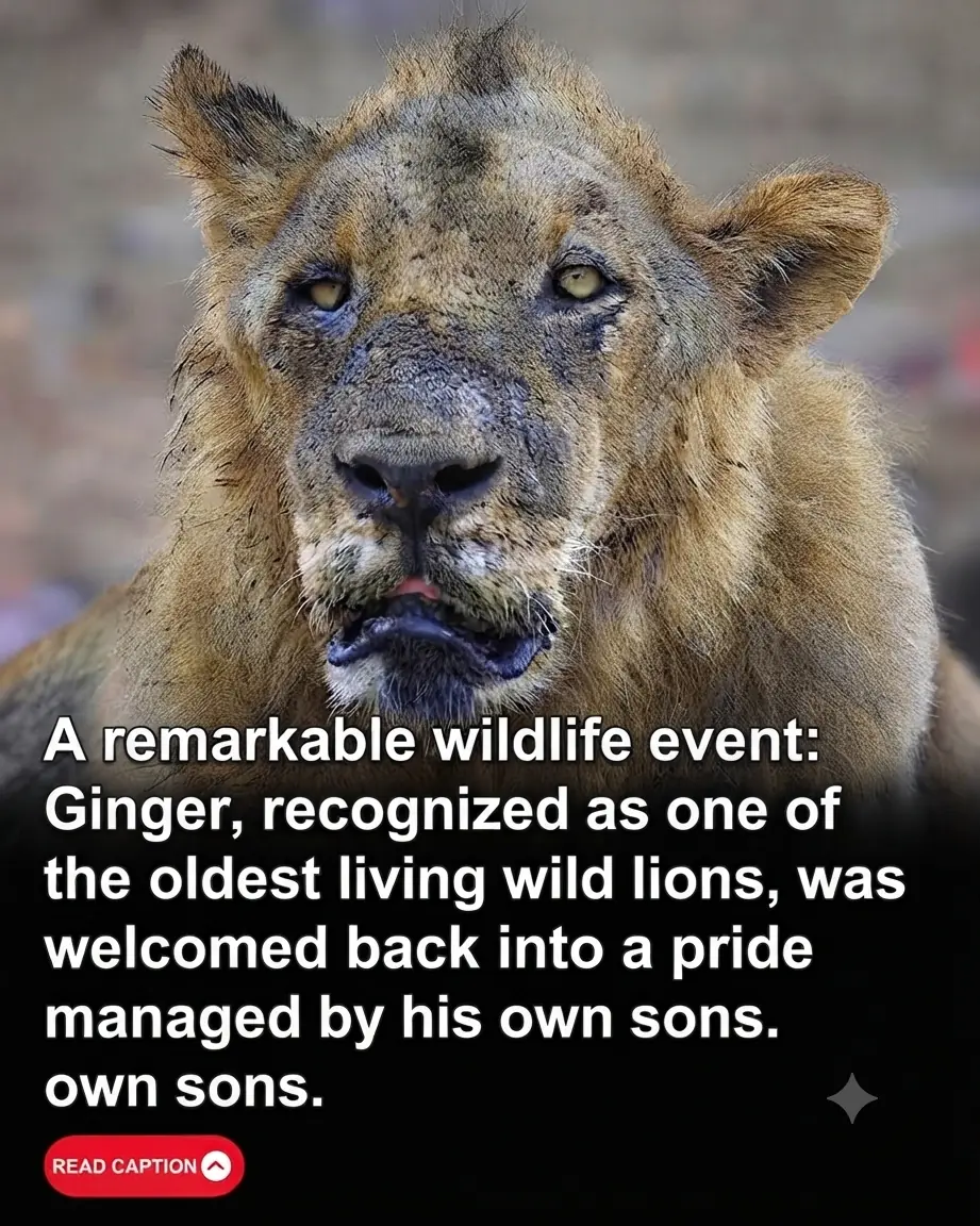 He Was Old and Alone—Then His Sons Let Him Come Home
