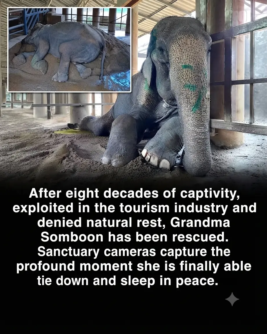 After 80 Years in Captivity, Grandma SomBoon Finally Finds a Place to Rest