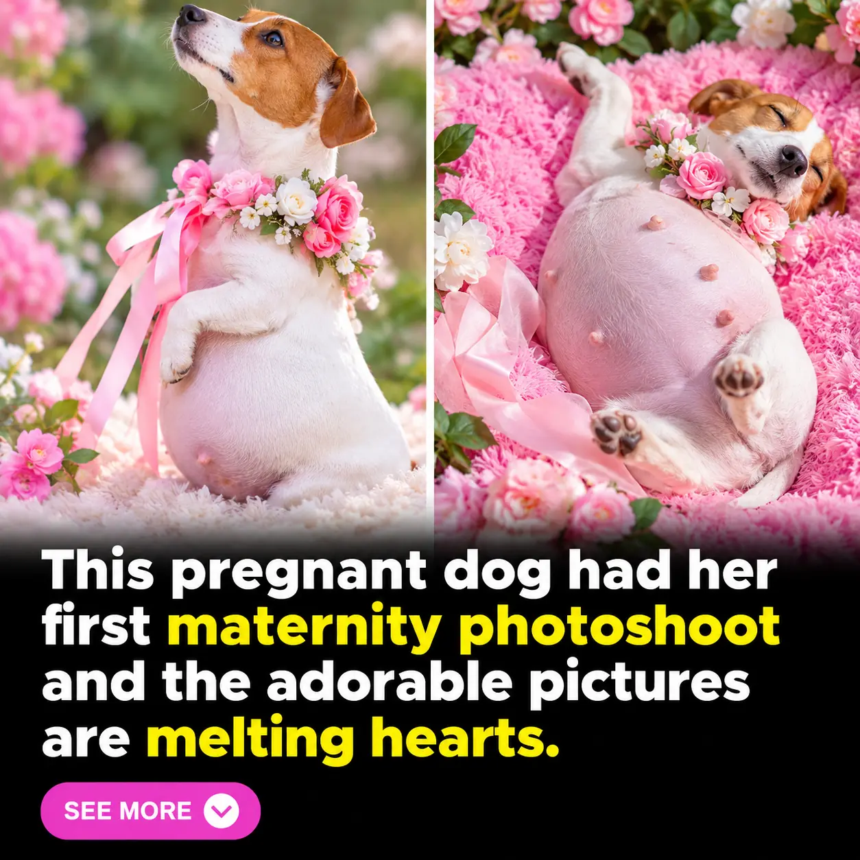 Pregnant Dog Khloe Steals Hearts With an Adorable Maternity Photoshoot Before Welcoming Four Puppies