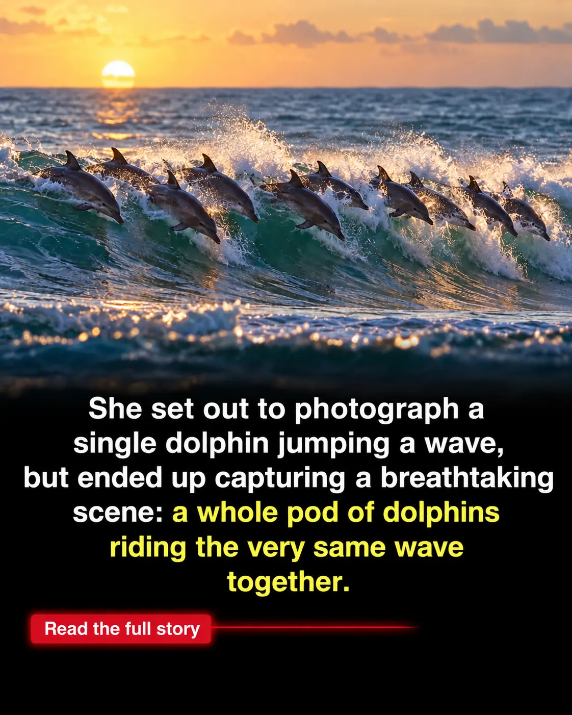 Photographer Hoped to Capture One Dolphin—Instead, She Caught 12 Riding the Same Wave