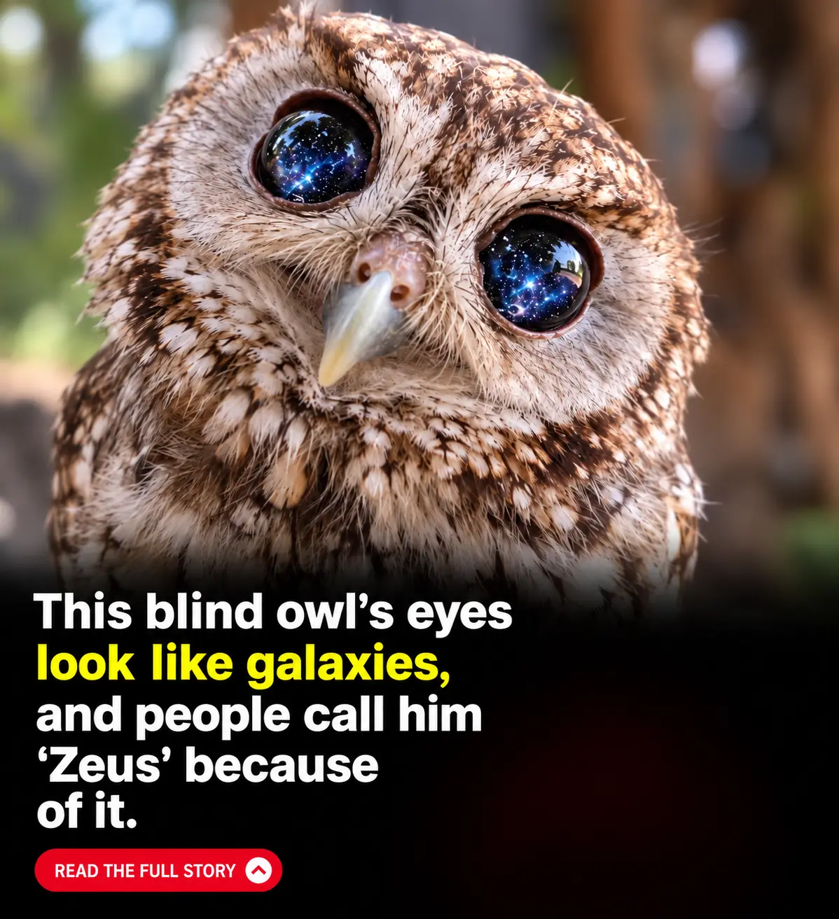 The Blind Owl Whose Star-Filled Eyes Look Like an Entire Galaxy