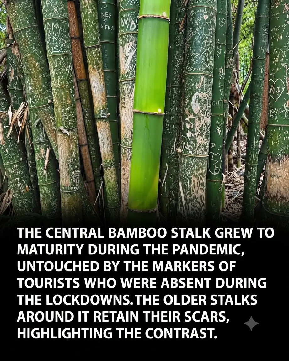 Silence and Greenery: Nature's Quiet Recovery During the Global Pause