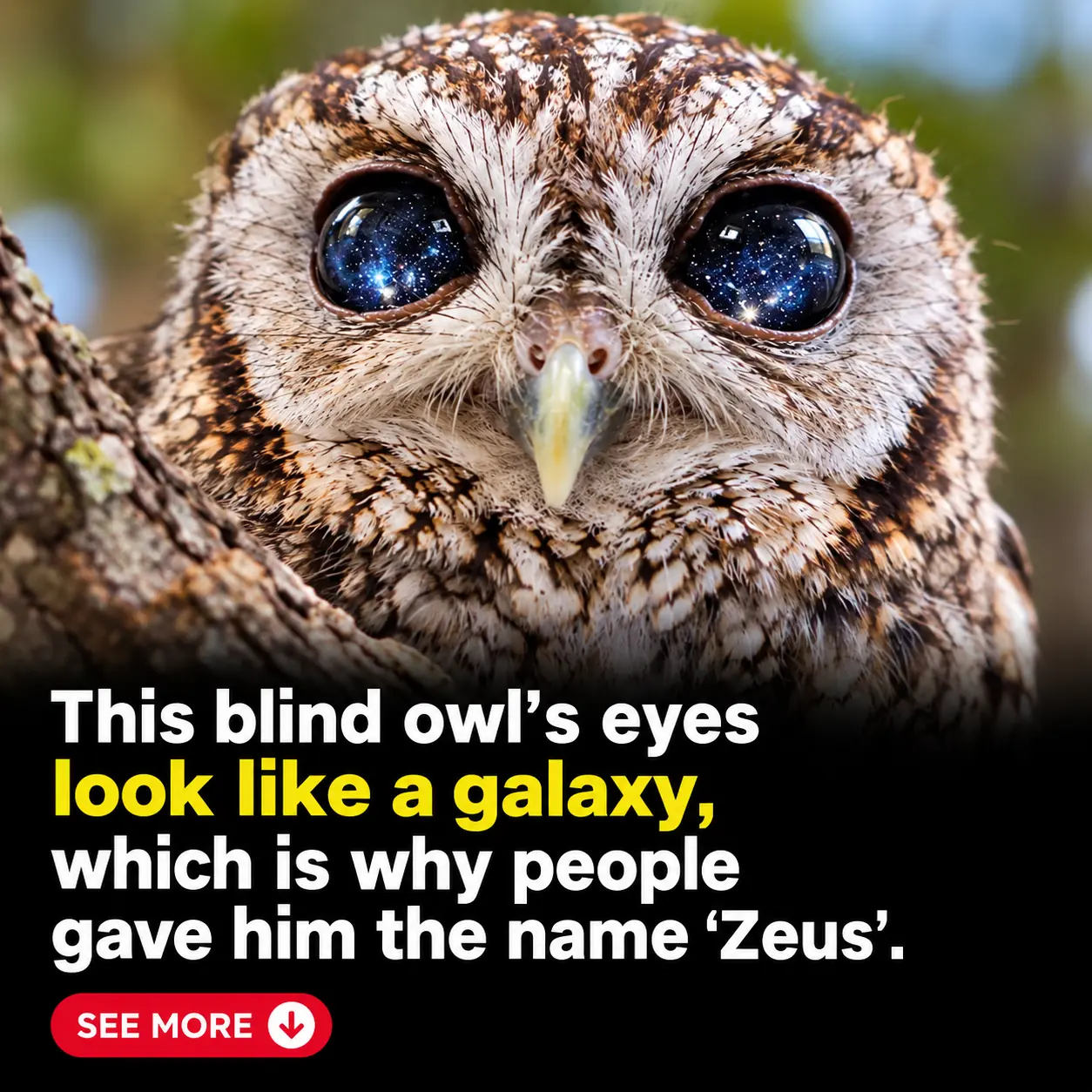 Zeus the Blind Owl Whose Starry Eyes Look Like an Entire Galaxy
