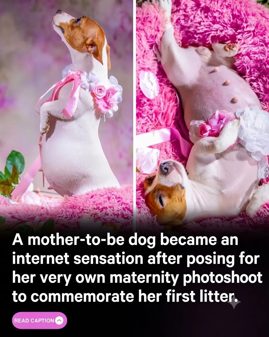 Pregnant Dog Khloe Gets a Glamorous Maternity Photoshoot Before Welcoming Four Puppies
