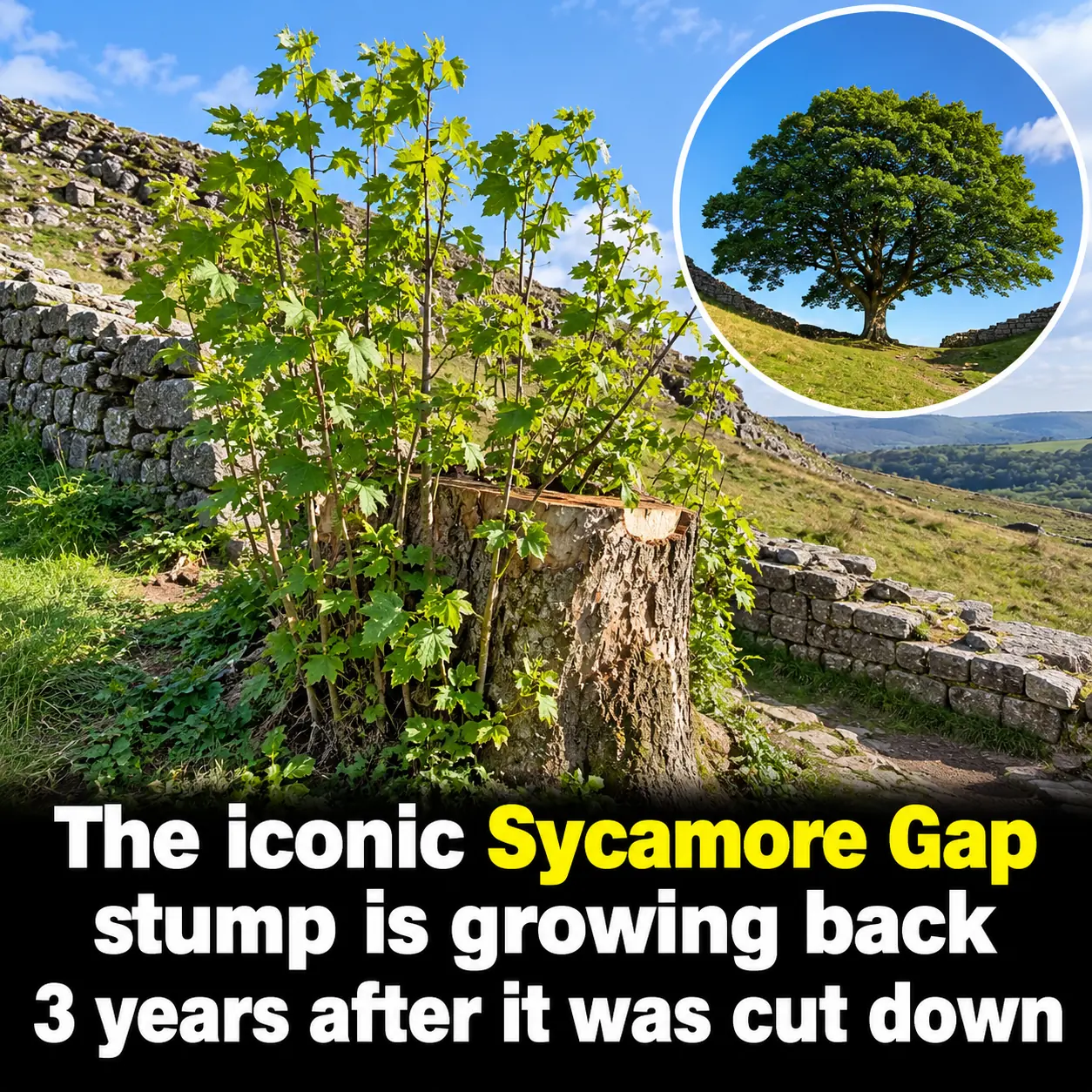 Three Years After Being Cut Down, Britain’s Iconic Sycamore Gap Tree Is Growing Back