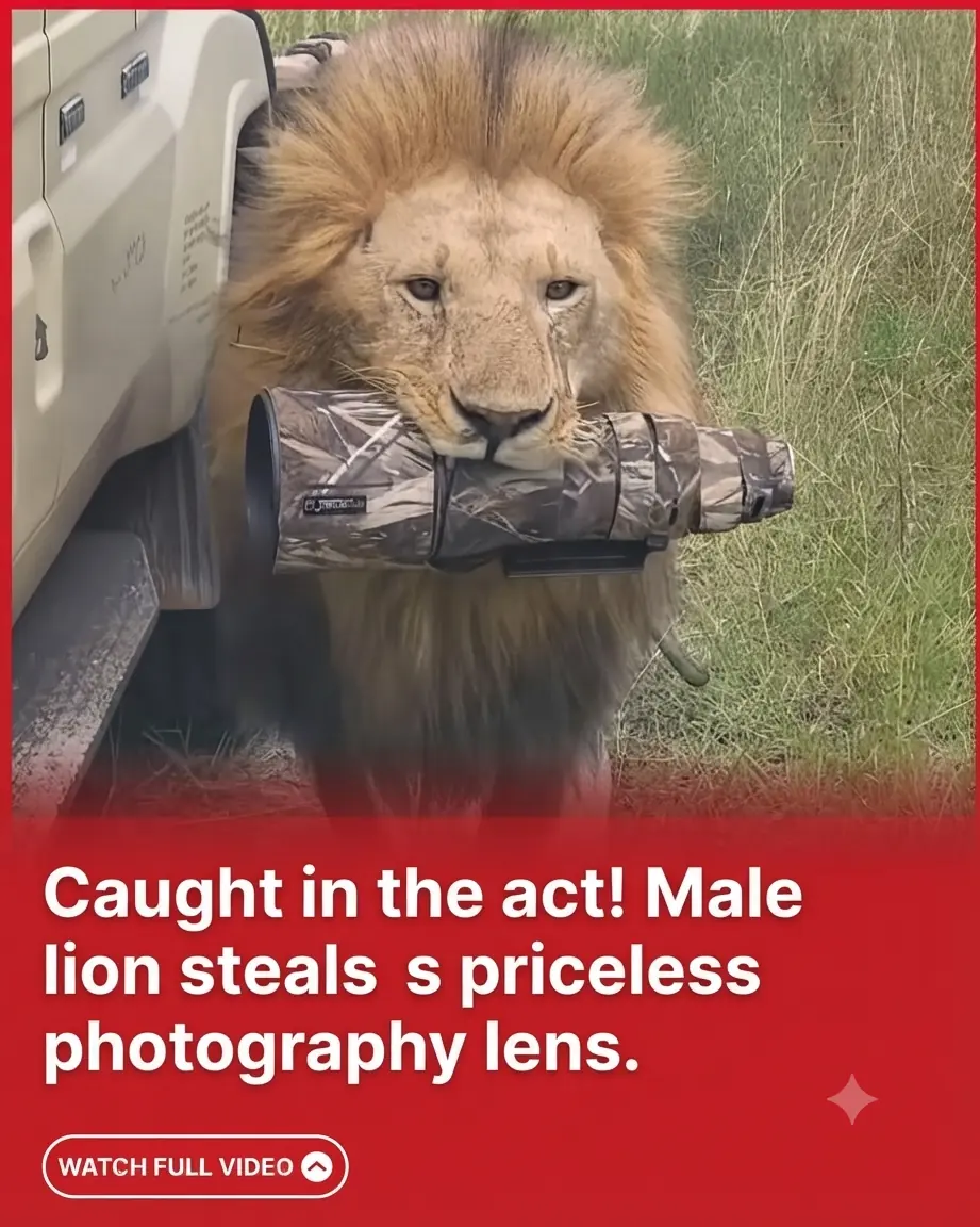 Lion Steals Photographer’s $15,000 Lens in Kenya’s Maasai Mara — And the Incredible Moment Was Caught on Camera
