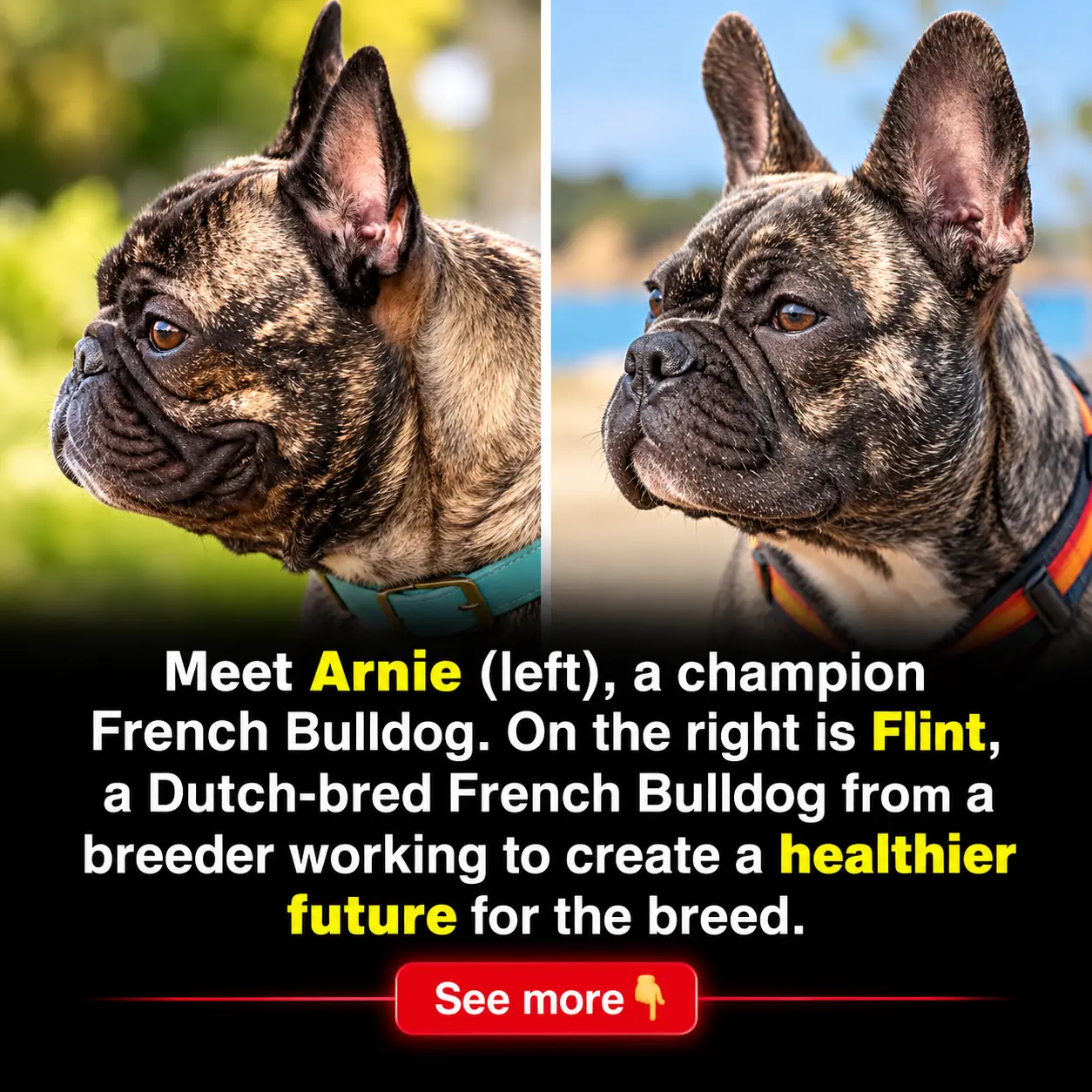 How Selective Breeding Is Reshaping the French Bulldog: A Striking Comparison of Health, Structure, and Appearance