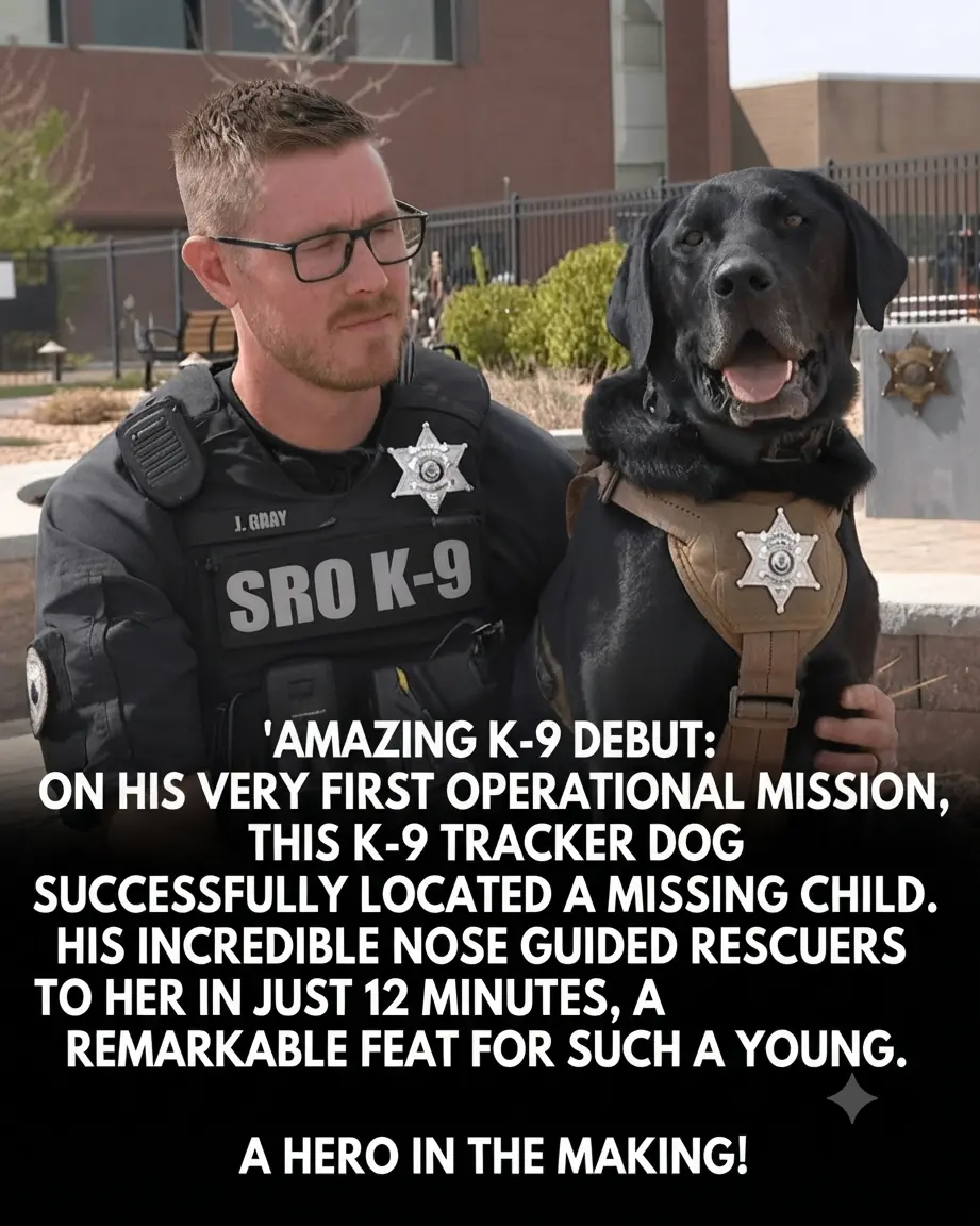 A Dog Named Rex Found a Missing 7-Year-Old Girl in Just 12 Minutes on His First Rescue Mission