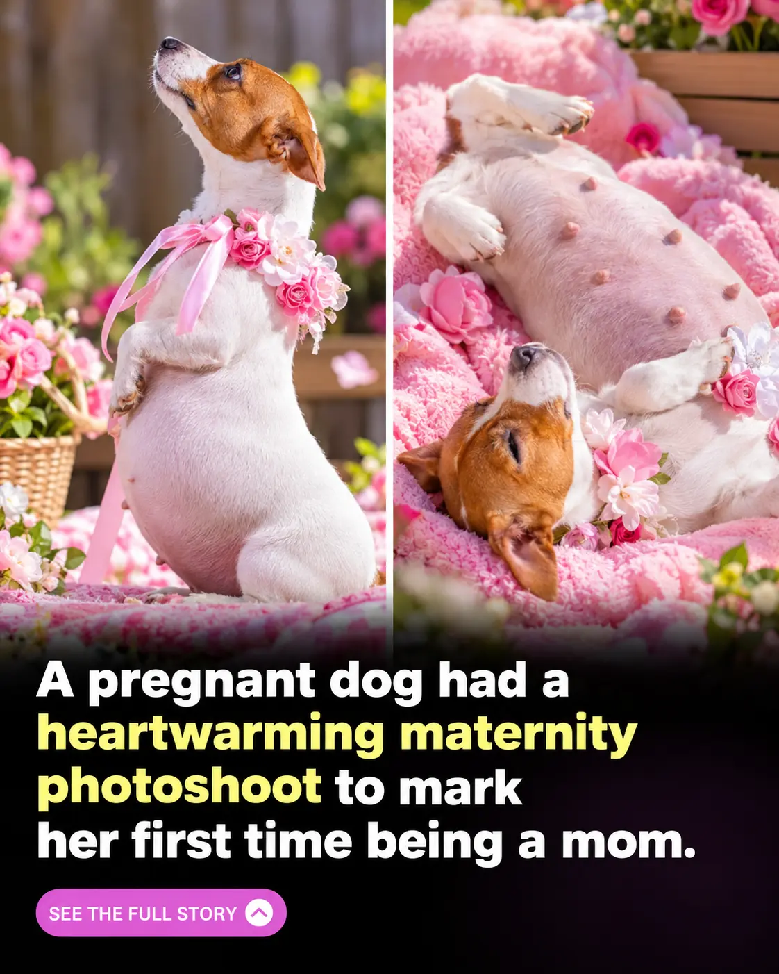 Pregnant Dog Khloe Steals Hearts With Adorable Maternity Photoshoot Before Welcoming Four Puppies
