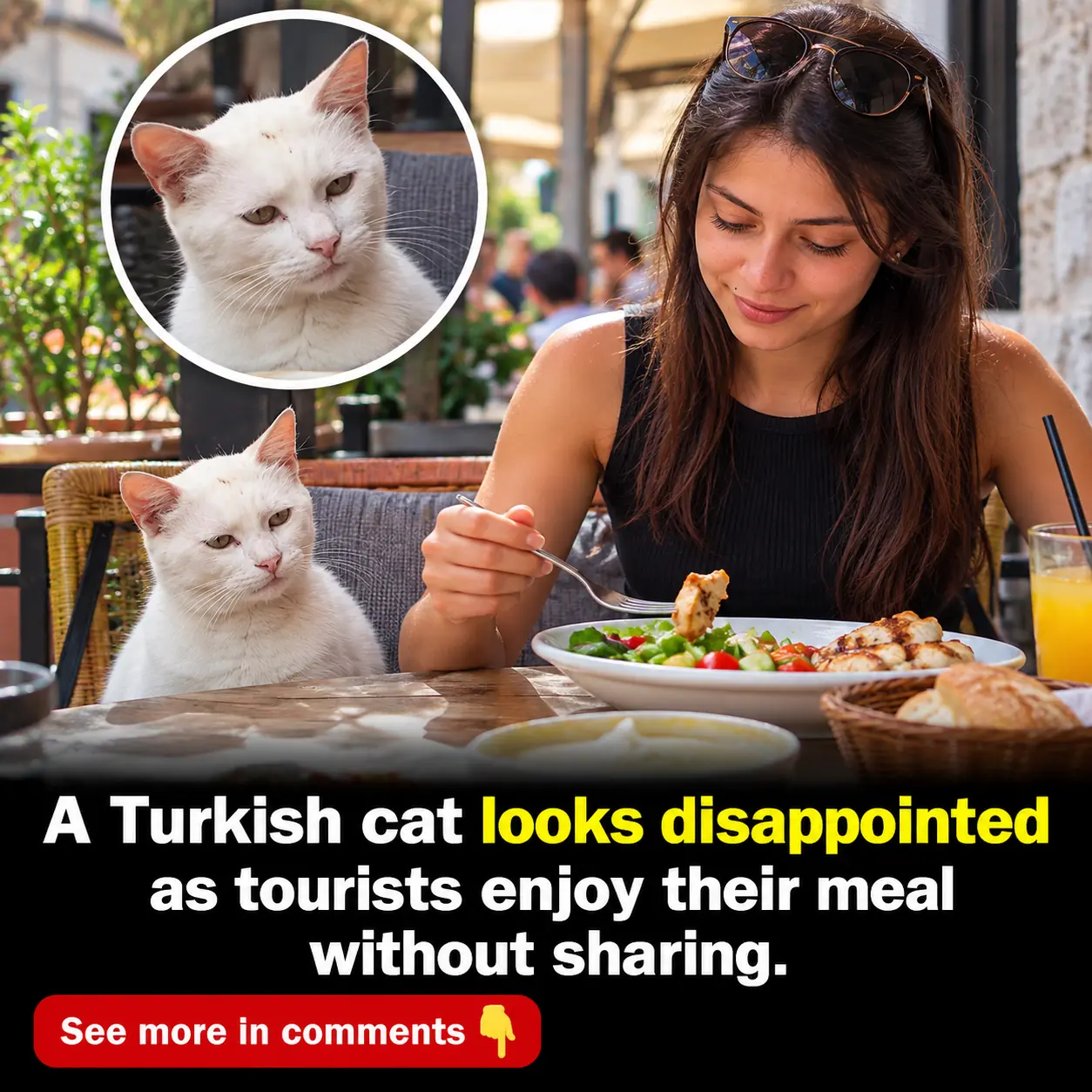 Turkish Street Cat Goes Viral for Its Hilariously Disappointed Reaction After Tourists Refuse to Share Their Food