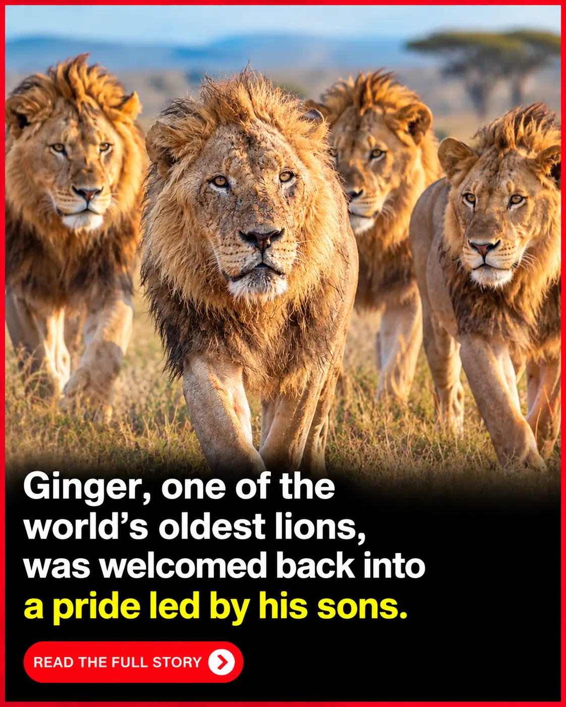 After Years Alone, Elderly Lion Ginger Was Welcomed by His Own Sons — A Remarkable Family Reunion in the Wild