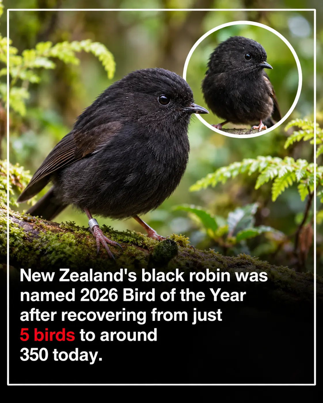 From Just 5 Birds to 350: New Zealand’s Black Robin Named Bird of the Year 2026