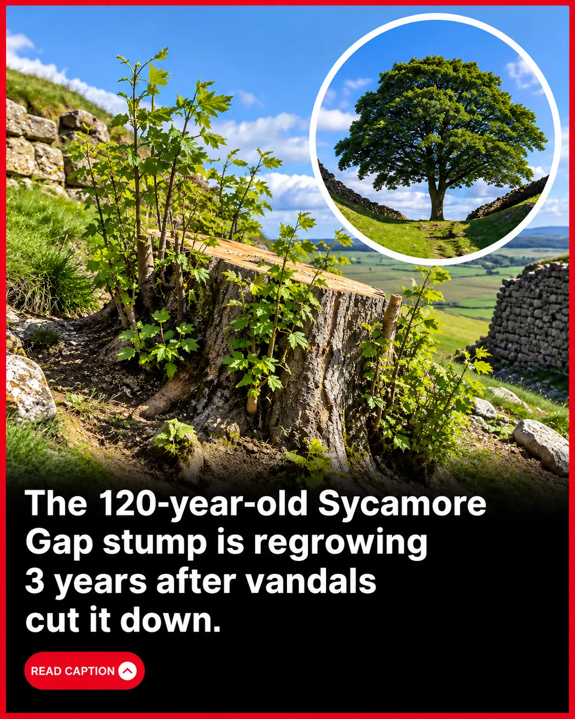 Three Years After Vandals Cut It Down, Britain’s Iconic Sycamore Gap Tree Is Growing Back
