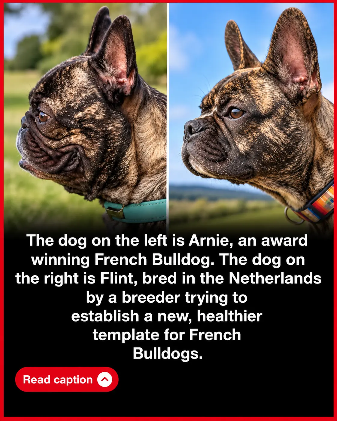 Two French Bulldogs, Two Breeding Approaches: The Push for a Healthier Breed
