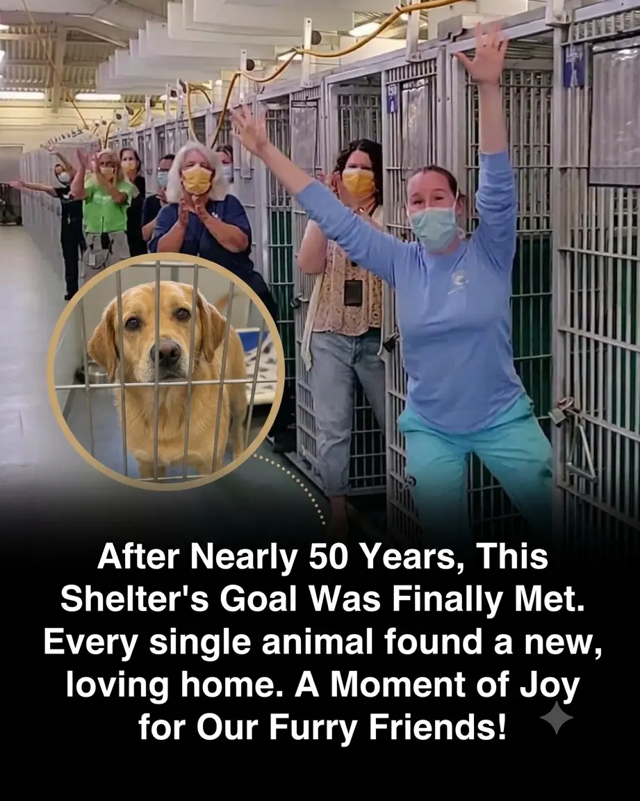 For the First Time in 47 Years, a Pennsylvania Animal Shelter Had No Dogs Left Waiting for a Home