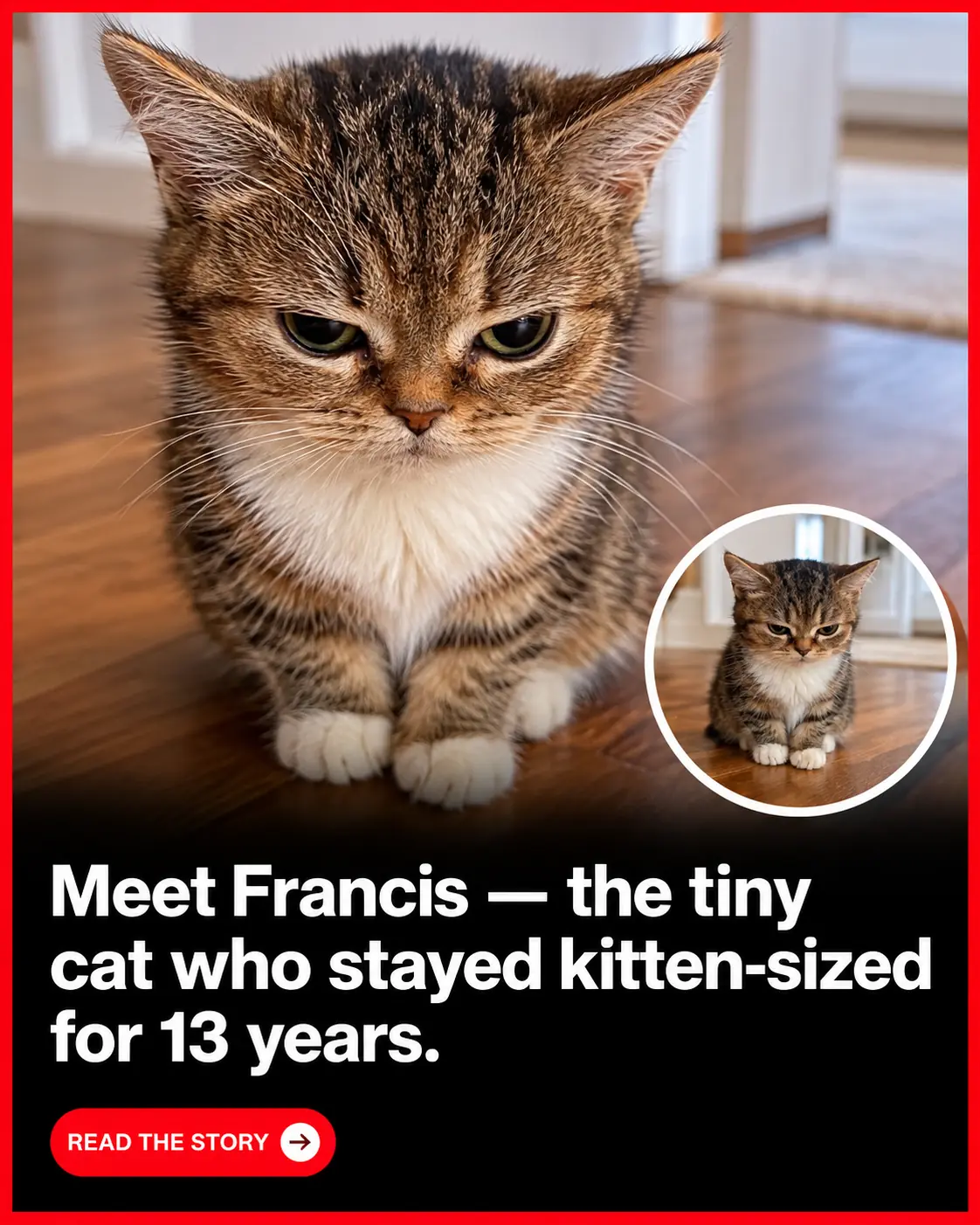 This Cat Never Grew Bigger Than a Kitten, But He Lived for 14 Beautiful Years ❤️