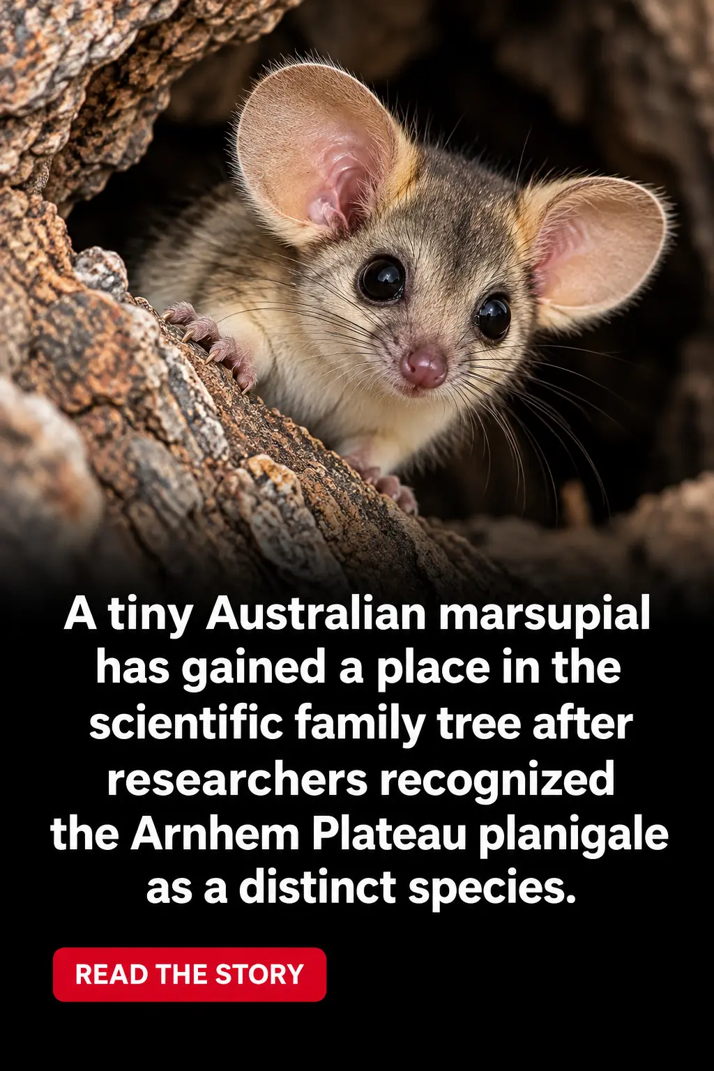 Scientists Officially Recognize a Tiny New Marsupial in Australia — And It May Not Have Been Seen Alive in 20 Years