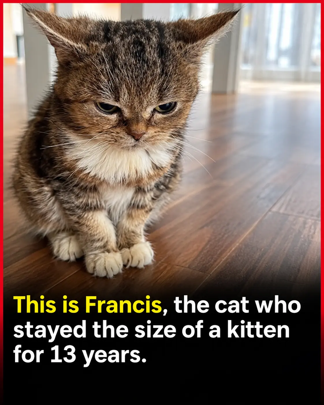 Meet Francis, the Tiny Cat Who Looked Like a Kitten His Entire Life and Lived for Nearly 14 Years ❤️🐱